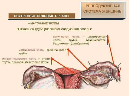 Репродуктивная система женщины тест