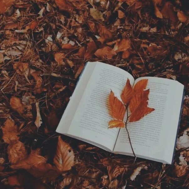 Книги про осень. Обложка книги про осень. Эстетика коричневого. Большие картинки осени с книгами на рабочий стол. Красивые книжки.