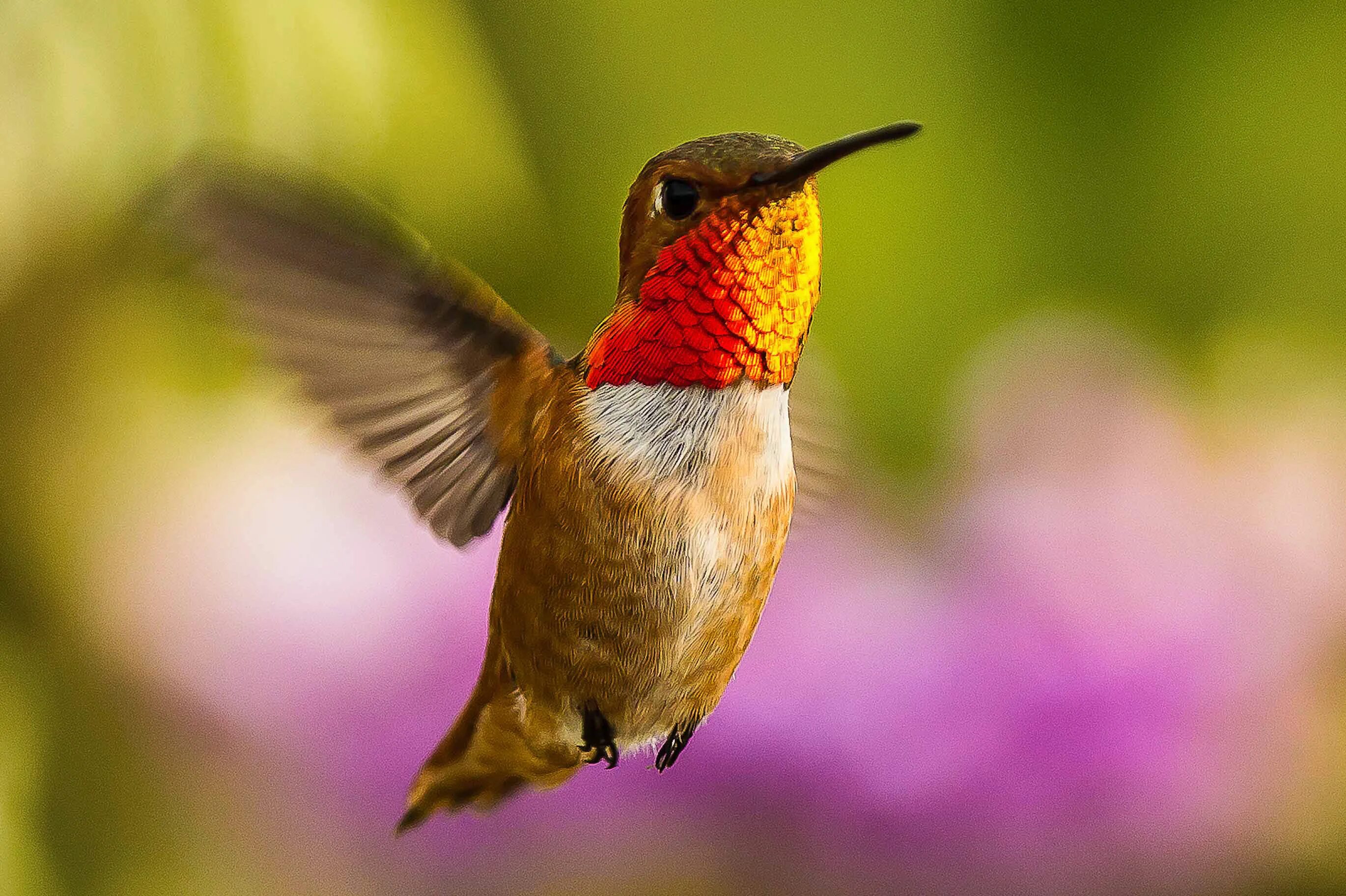 American birds. Язык Колибри. Allen's Hummingbird. Колибри красная. Красивые птицы на однотонном фоне.