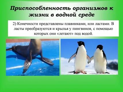 Приспособление к окружающей среде примеры