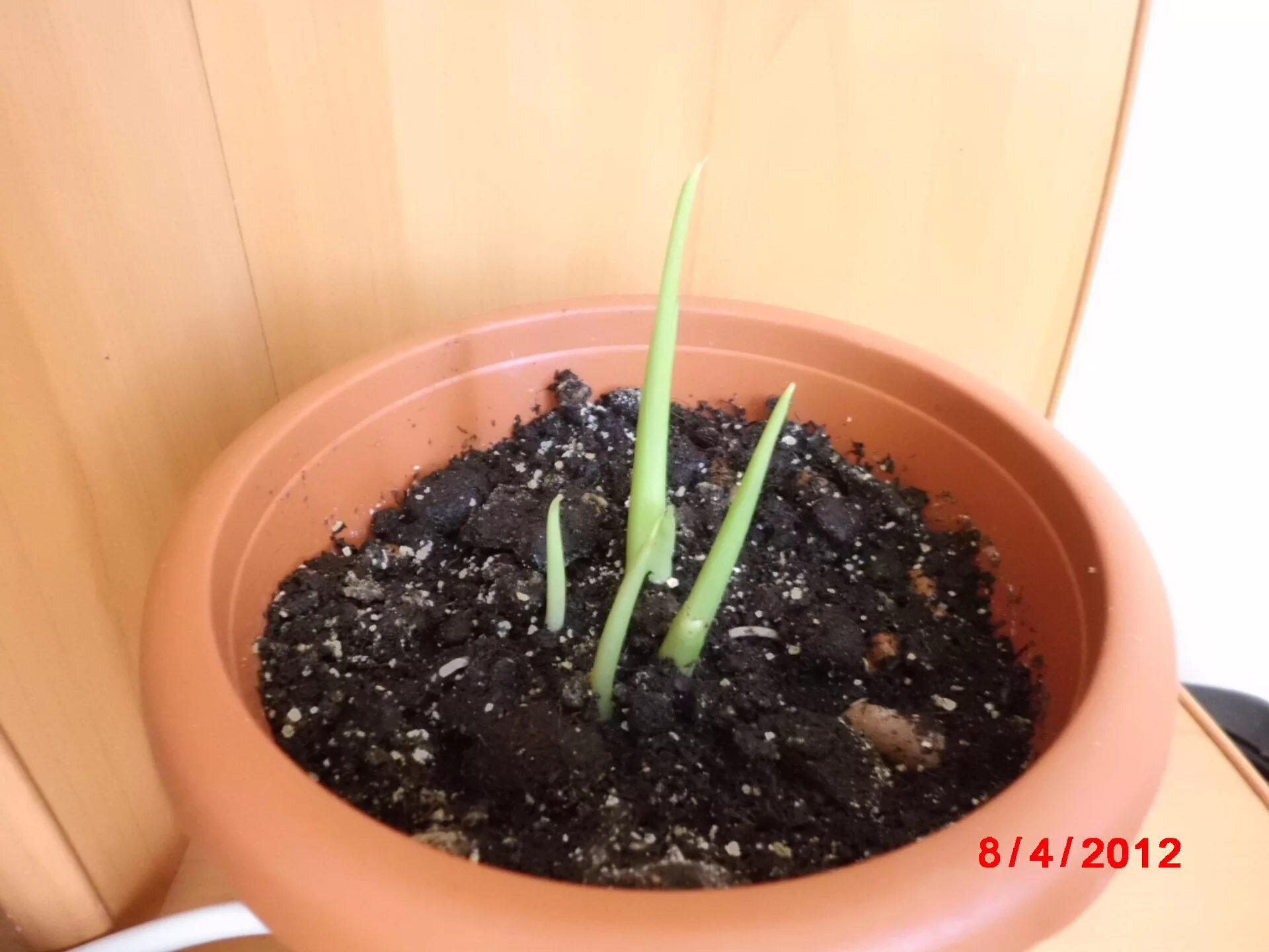 600 луковиц 48 не прорастает. 600 луковиц 48 не прорастает. 600 луковиц 48 не прорастает. Лилия мартагон прорастание. Чешуйки луковицы лилии.