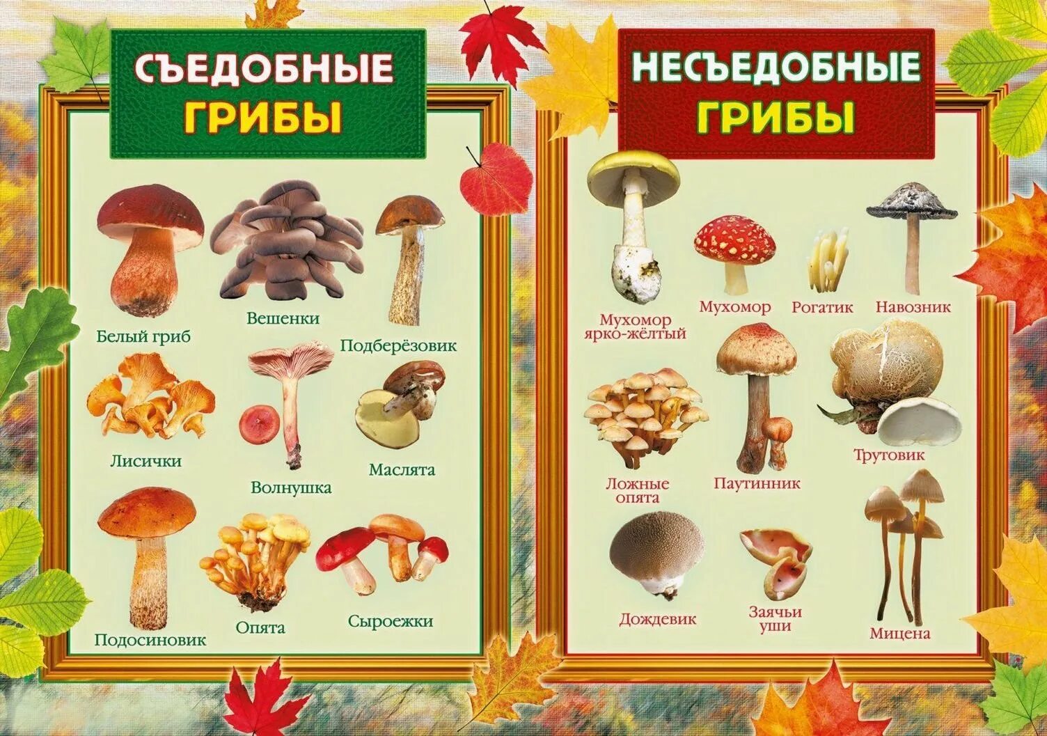 Съедобные и несъедобные грибы рисунок. Какие бывают грибы съедобные и несъедобные. атлас определитель съедобные и несъедобные грибы. грибы съедобные несъедобные и ядовитые. съедобные грибы и несъедобные грибы названия.
