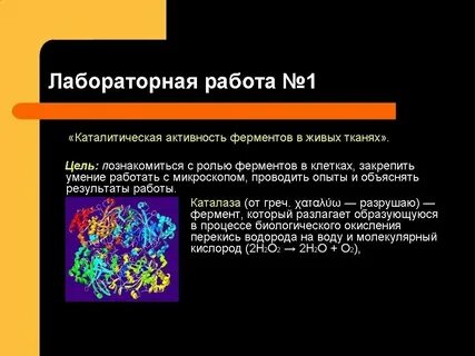 Католическая активность ферментов
