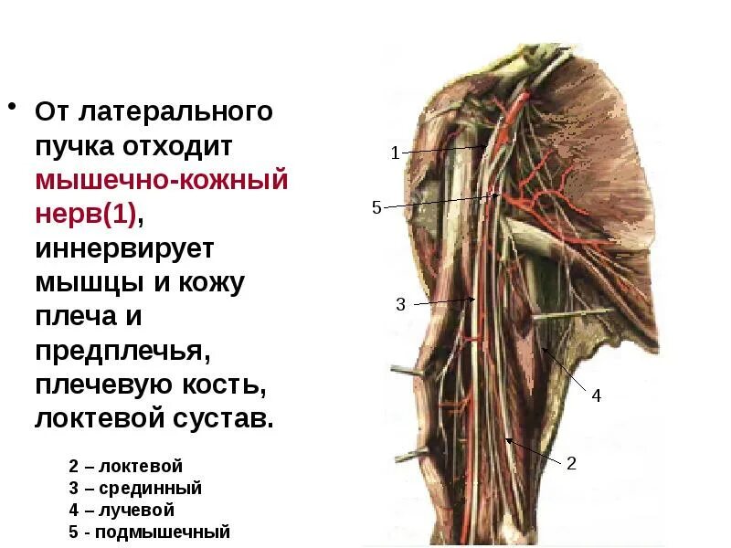 Кожно нервные. Мышечно-кожный нерв иннервирует. Мышечно-кожный нерв иннервирует мышцы. Мышечно кожный нерв топография. Латеральный кожный нерв предплечья.