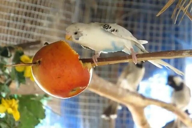 Можно попугаям яблоко. Фрукты для попугаев. Фрукты для волнистых попугаев. Волнистики едят фрукты овощи. Попугай груша.
