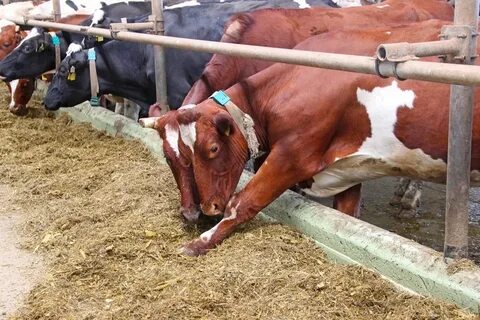 Погода беловка самарская область богатовский