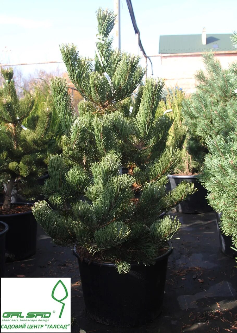 Pinus nigra Oregon Green. Сосна черная Орегон Грин. Сосна сосна Орегон Грин. Сосна черная (сорт 'Oregon Green').