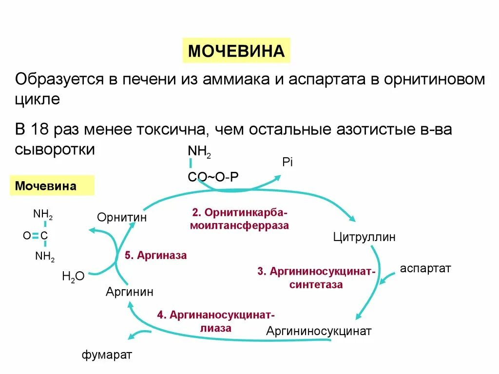 Мочевина продукт распада. Орнитиновый цикл синтеза мочевины. Схема орнитинового цикла мочевинообразования. Схема образования мочевины. Цикл синтеза мочевины биохимия.