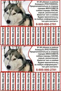 Сколько лет живут хаски
