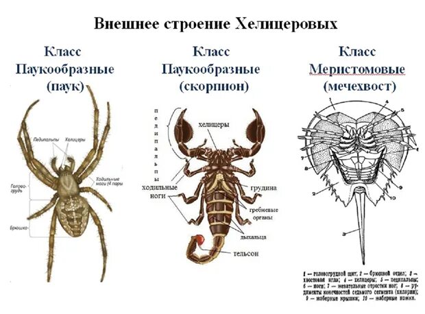 Циклоп относится к классу паукообразных