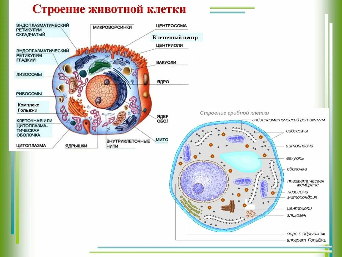 Схема клетка живая. Строение эукариотной (грибной) клетки. Строение клетки растения животного и гриба. Строение прокариотической растительной и животной клеток рисунок. Схема строения живой клетки.