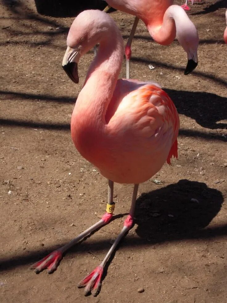 Обыкновенный фламинго. Без розовый фламинго. Фламинго 39360. Без розовый фламинго. Без розовый фламинго.