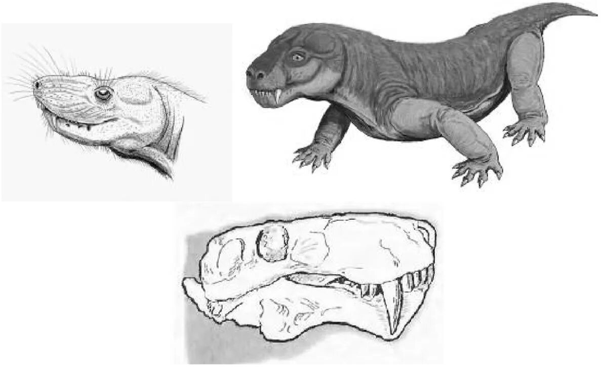 На рисунке изображен майаспондил вымершая рептилия. Зверозубый ящер ЕГЭ биология. Зверозубые рептилии ЕГЭ. Зверозубый ящер переходная форма. Зверозубые ящеры строение.