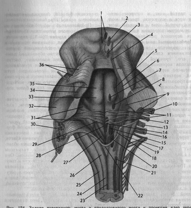 Поверхности заднего мозга. Вентральная поверхность продолговатого мозга. Ромбовидная ямка продолговатого мозга анатомия. Ромбовидная ямка ствола головного мозга. Продолговатый мозг анатомия Синельников.