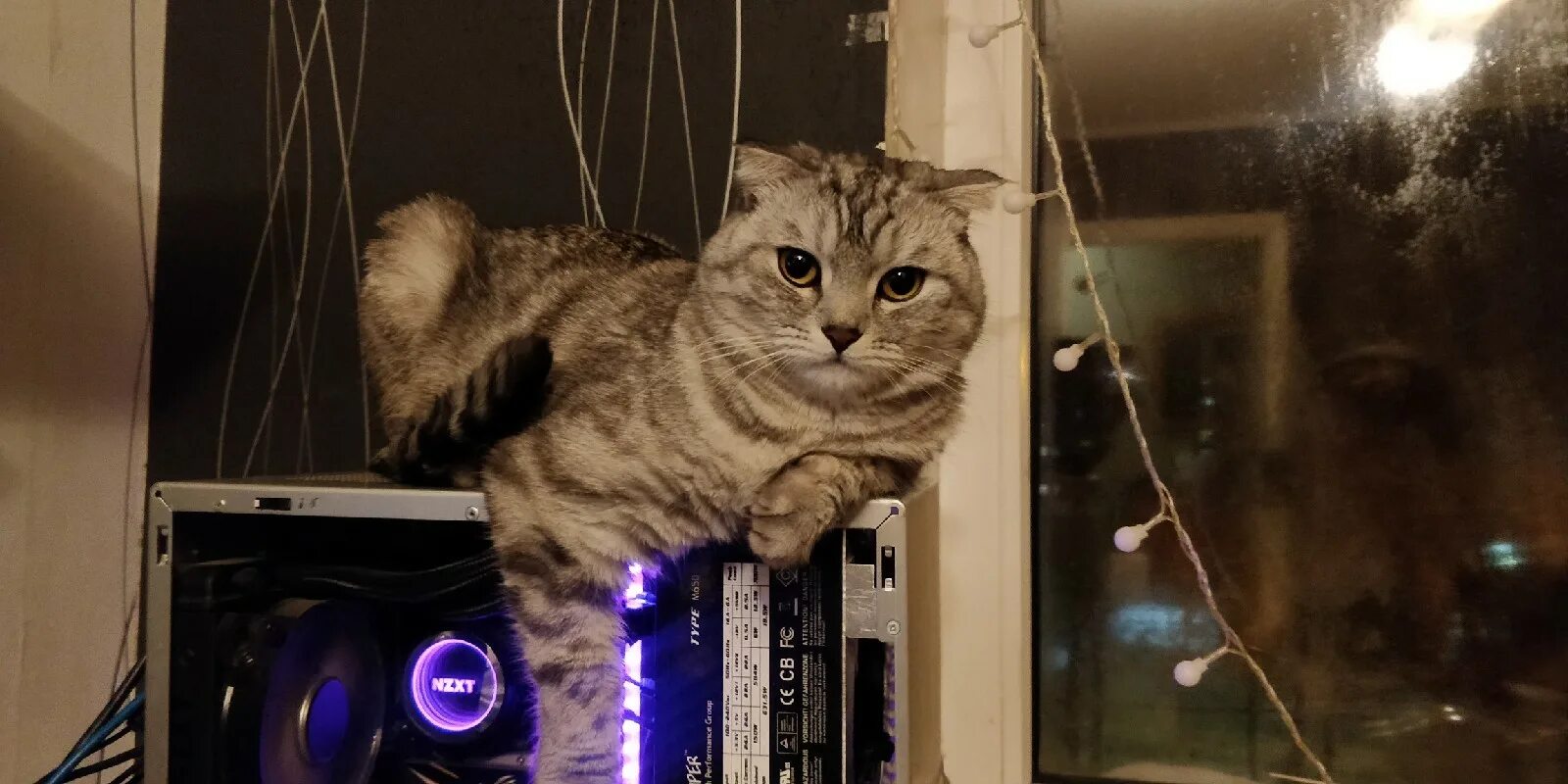 Кот б п. Котята на травке. Котики против. Котеб. Глаза кошки в чб.