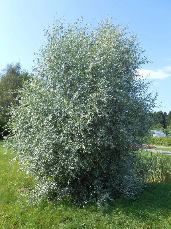 Ива лохолистная серебристая. Ива серебристая или белая (salix alba). Серебристая ива 7 букв сканворд. Sericea). Ива белая (salix alba).