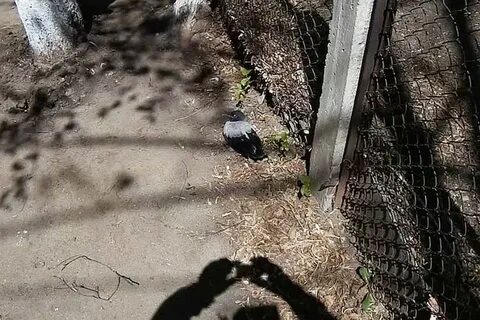 Вороны в детском саду