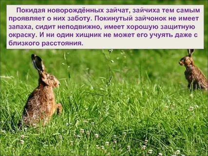 Какие животные не заботятся о своем