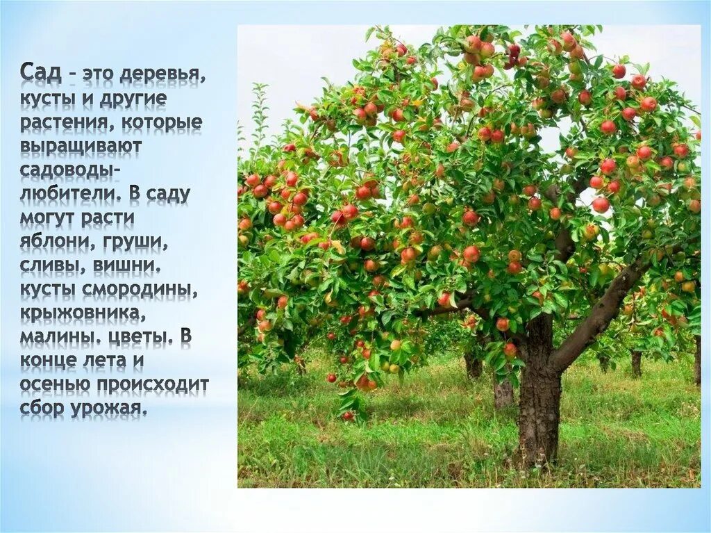 В саду где растут яблоки. Яблоня дерево. Яблоня это дерево или кустарник. Яблони и груши деревья. Деревья которые растут в яблоневом саду.