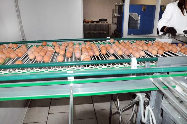 Мысковская птицефабрика фото. Яйца с птицефабрики рефтинская. Птицефабрики яичного направления. Птицефабрика мыски. Бройлер росс 308 курочка.