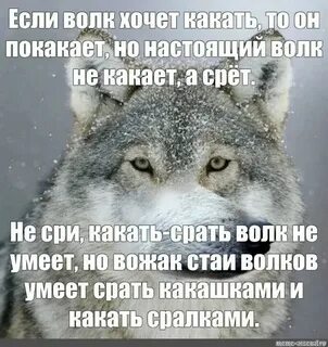 Ты умный брат зачем живем скажи песня