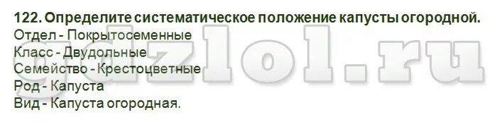 Систематика капусты огородной. Систематическое положение капусты огородной. Классификация растений капуста белокочанная. Систематика капусты белокочанной. Систематика капусты белокочанной.