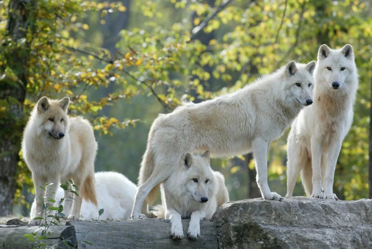 Где больше волков. Полярный волк стая вожак. Арктический Полярный волк. Полярный волк стая. Полярный волк вожак.