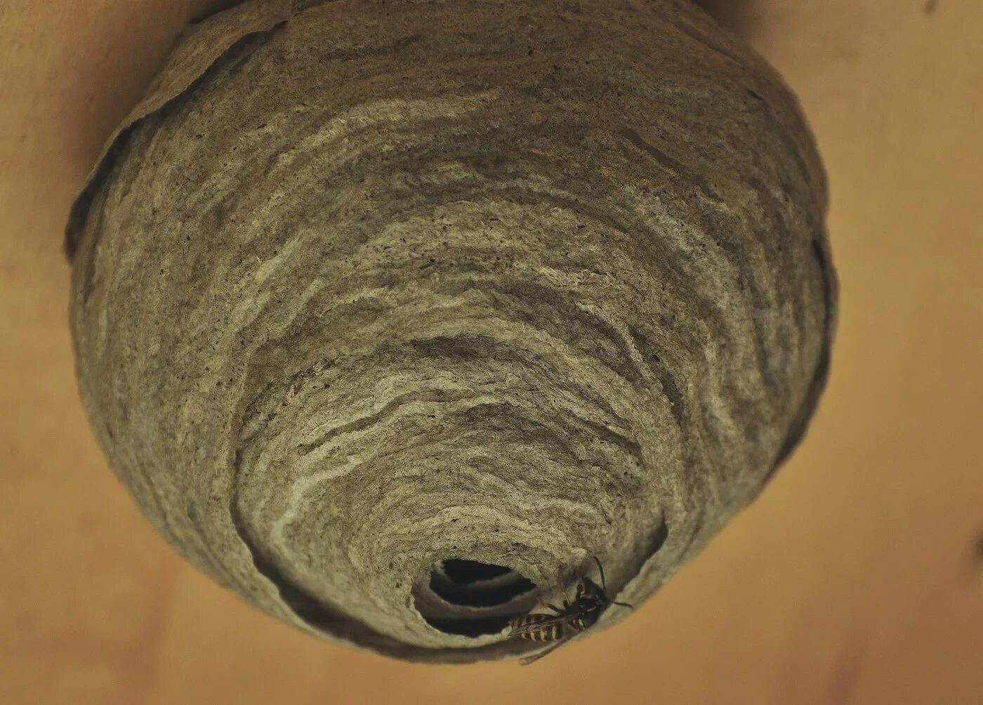 Осина однокоренные слова. Как пишется осиный. Осиное лесное гнездо. Как правильно пишется слово длина или длинна. Предложения на тему осенний лес.