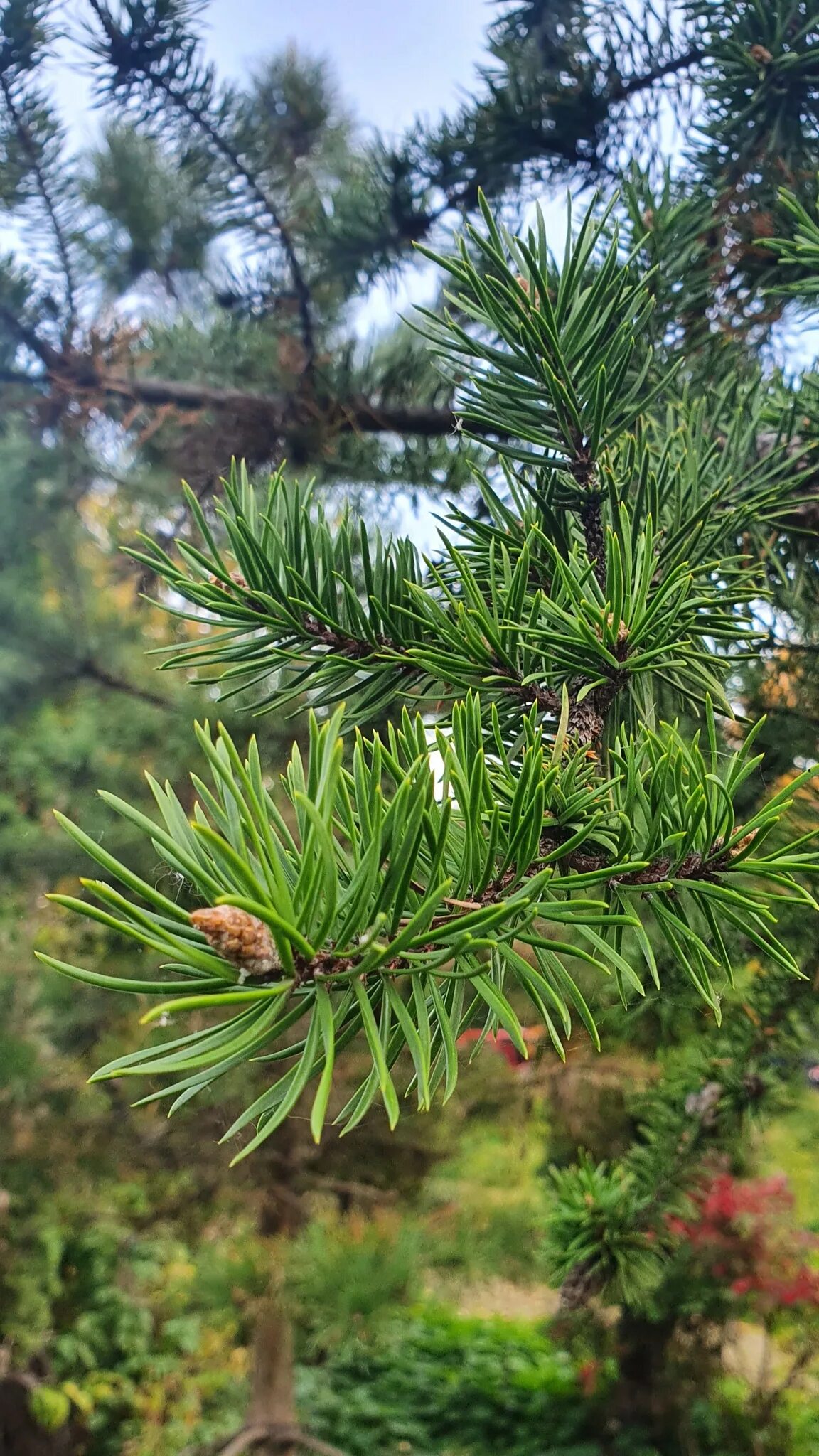 Хвойные интернетом. Сосна Banska Stiavnica. Pinus banksiana. Сосна Банкса Арктис. Pinus banksiana 'Banska Štiavnica'.