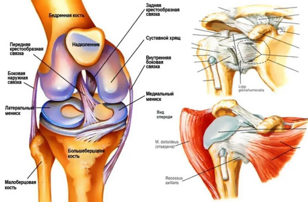 Связки коленного сустава анатомия. Строение костей коленного сустава. Коленный сустав связки и сухожилия анатомия. Коленный сустав анатомия рисунок. Внутри коленный сустав