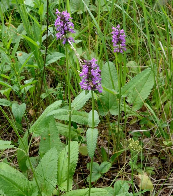 Буквица Бетоника Betonica officinalis. Буквица лекарственная - Betonica officinalis. Буквица чистец лекарственный. Полевой шалфей буквица.