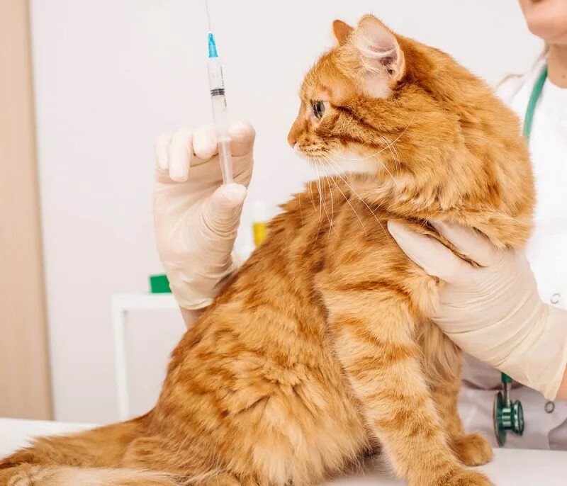 Вакцинация кошек. Панлейкопения кошек вакцины. Прививки для кошек. Вакцинация кошек. Вакцинация животных.