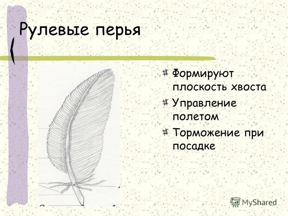 Покровы птиц кратко. Маховые и рулевые перья. Рулевые перья у птиц. Основные типы перьев.