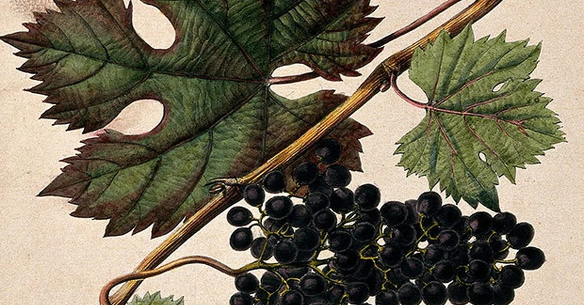 Сорт винограда платовский. История винограда. Виноград чауш. Vitis vinifera лоза. Дикий виноград приморский край.