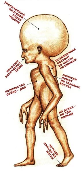 Представить человека будущего. Человек будущего как будет выглядеть. Как удет вылядеть человек удущео. Внешний вид человека будущего. Люди будущего как будут выглядеть.