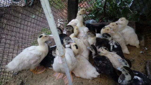 индоутки муларды. порода домашней птицы муларды. индоутки муларды. индоутка мулард. утка мулард.