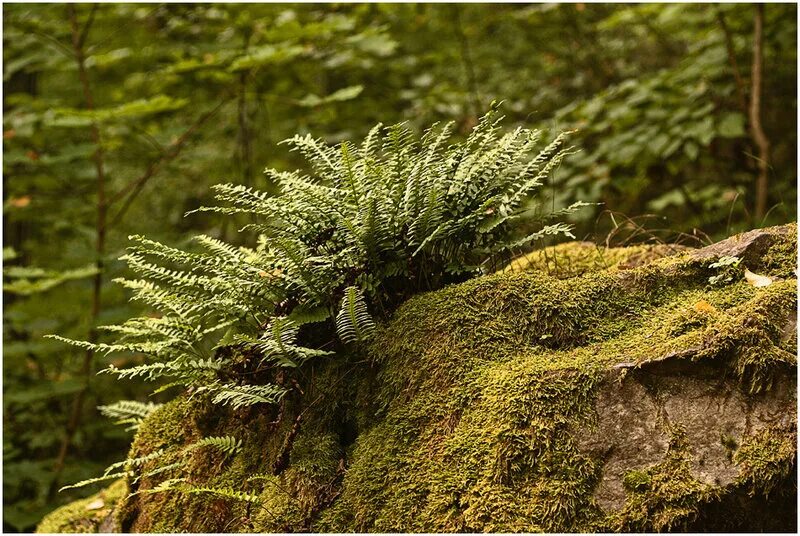 Папоротники лишайники. Мох лишайник папоротник плаун. Таниунг мох. Чёртово городище калужская область папоротник. Папоротниковый мох щитовник.