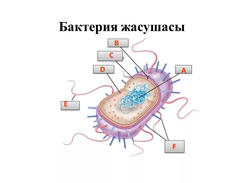 Микроорганизмы прокариоты