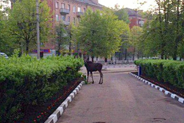 Ленин лось. Лоси на Измайловском бульваре. Лось на сиреневом бульваре. Лоси в Балашихе.