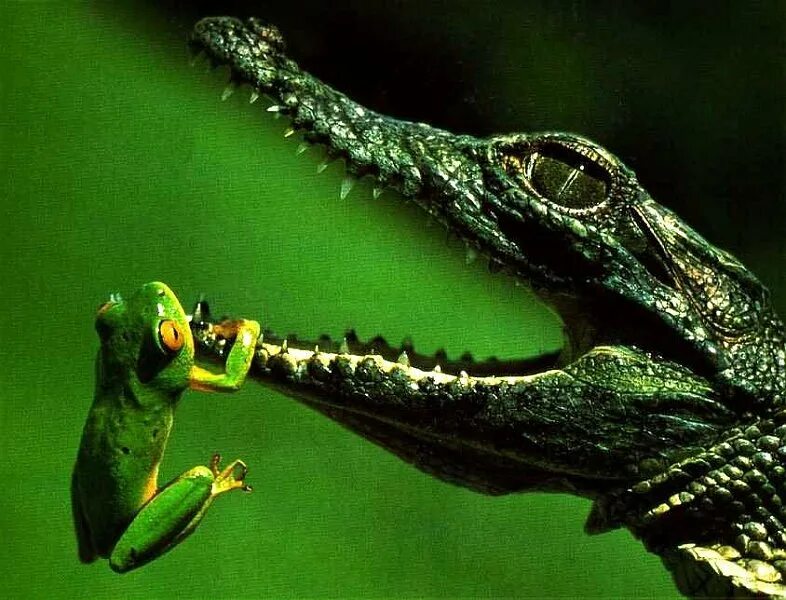 Воздушная рептилия. Крокодил земноводные и пресмыкающиеся. Крокодил Земноводный. Ящерица крокодил. Крокодил и лягушка.