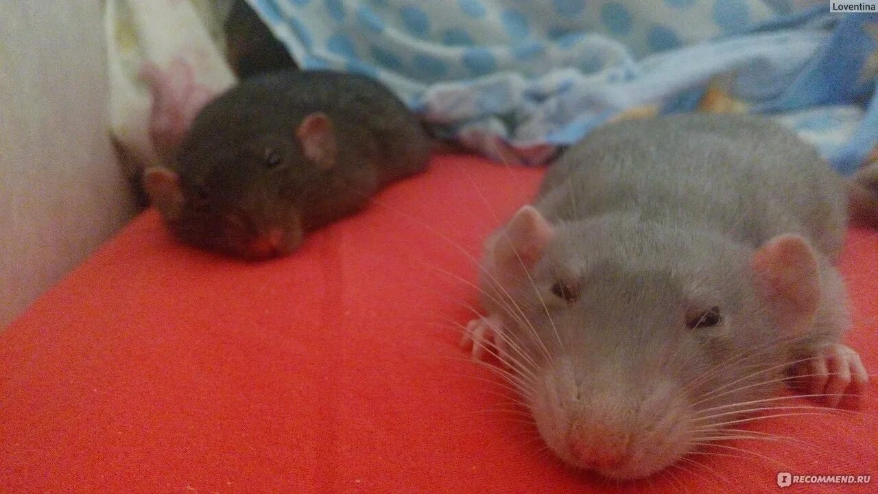 Как выглядит крысильда. Кормушки для крыс декоративных. Заводчик крыс дамбо. Крысы на красной площади. Крыса писает.