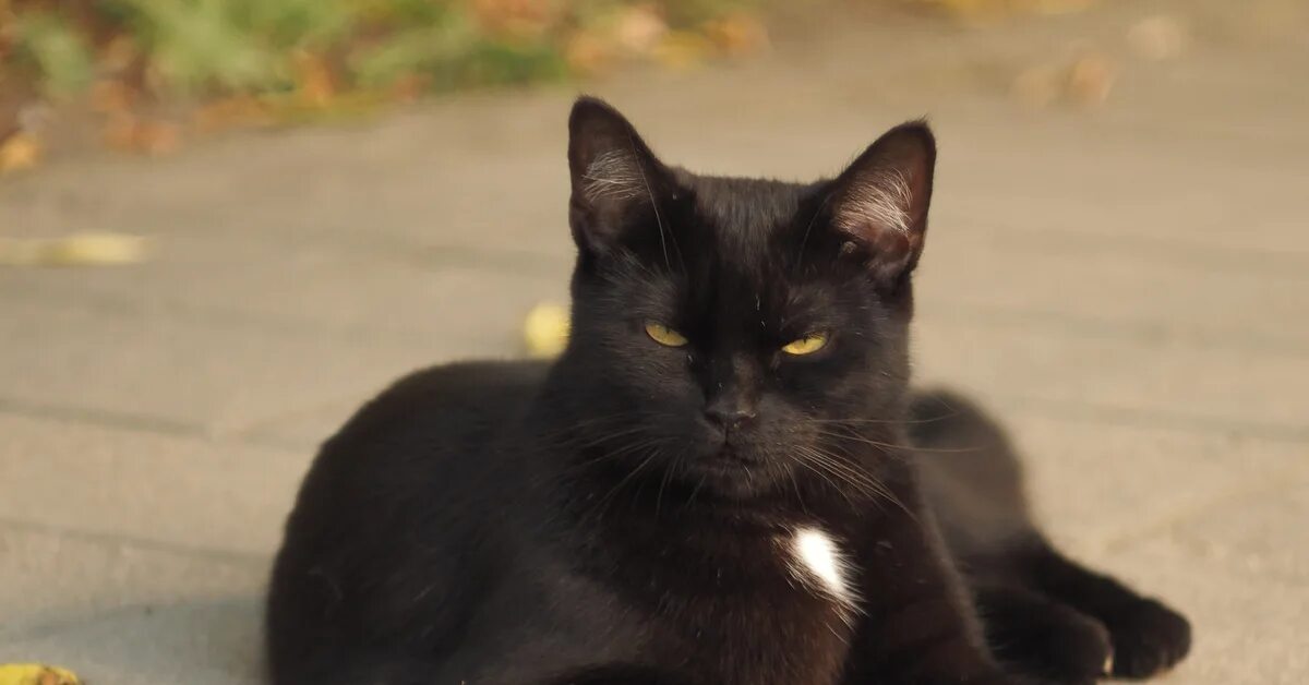 Черные любой. Черное фото. Кот мало кий черный. Nanaimo Black Cat. Обои на ПК черная кошка.
