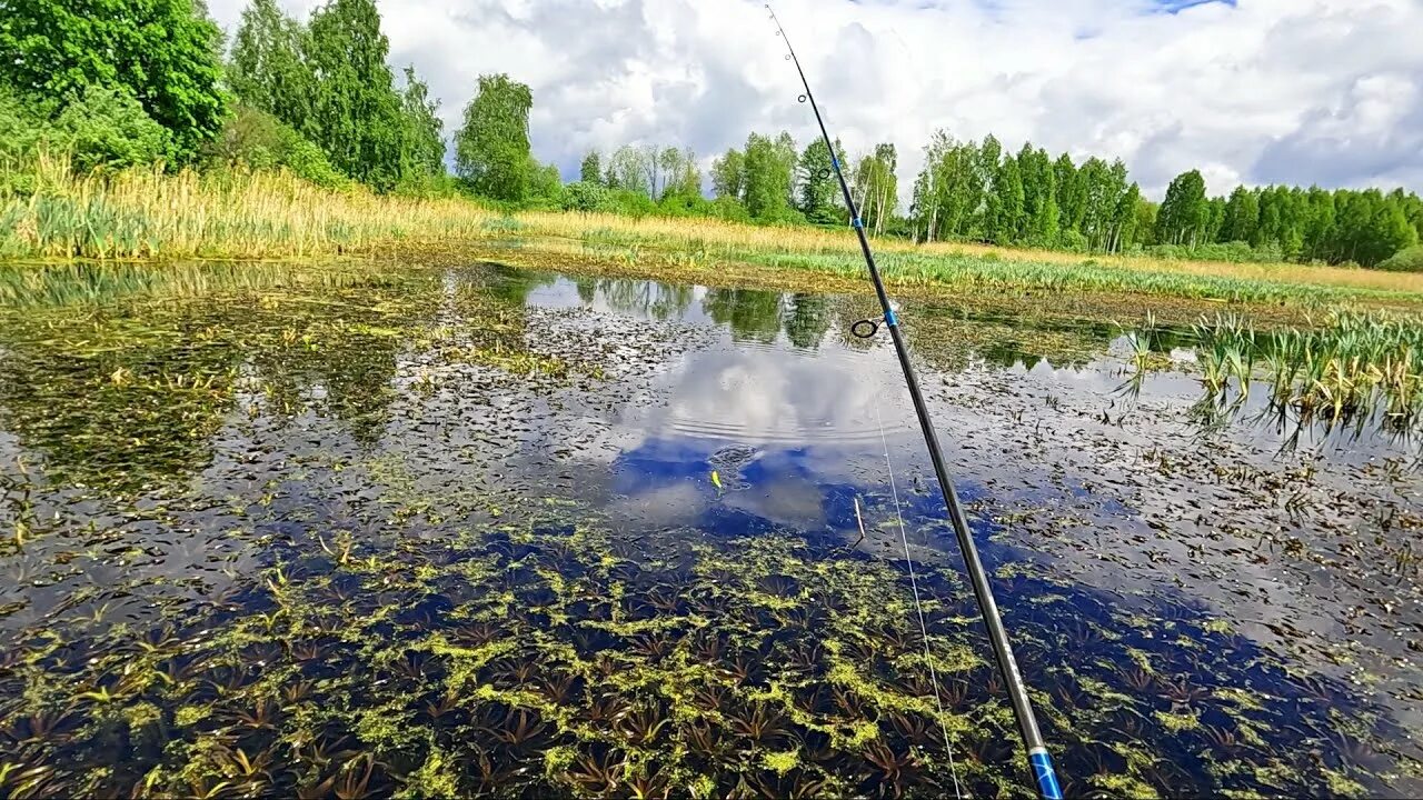 Болото рыбалка. Верхнеяузские болота рыбалка. Болотный для рыбалки. Щука в болоте. Речка клева