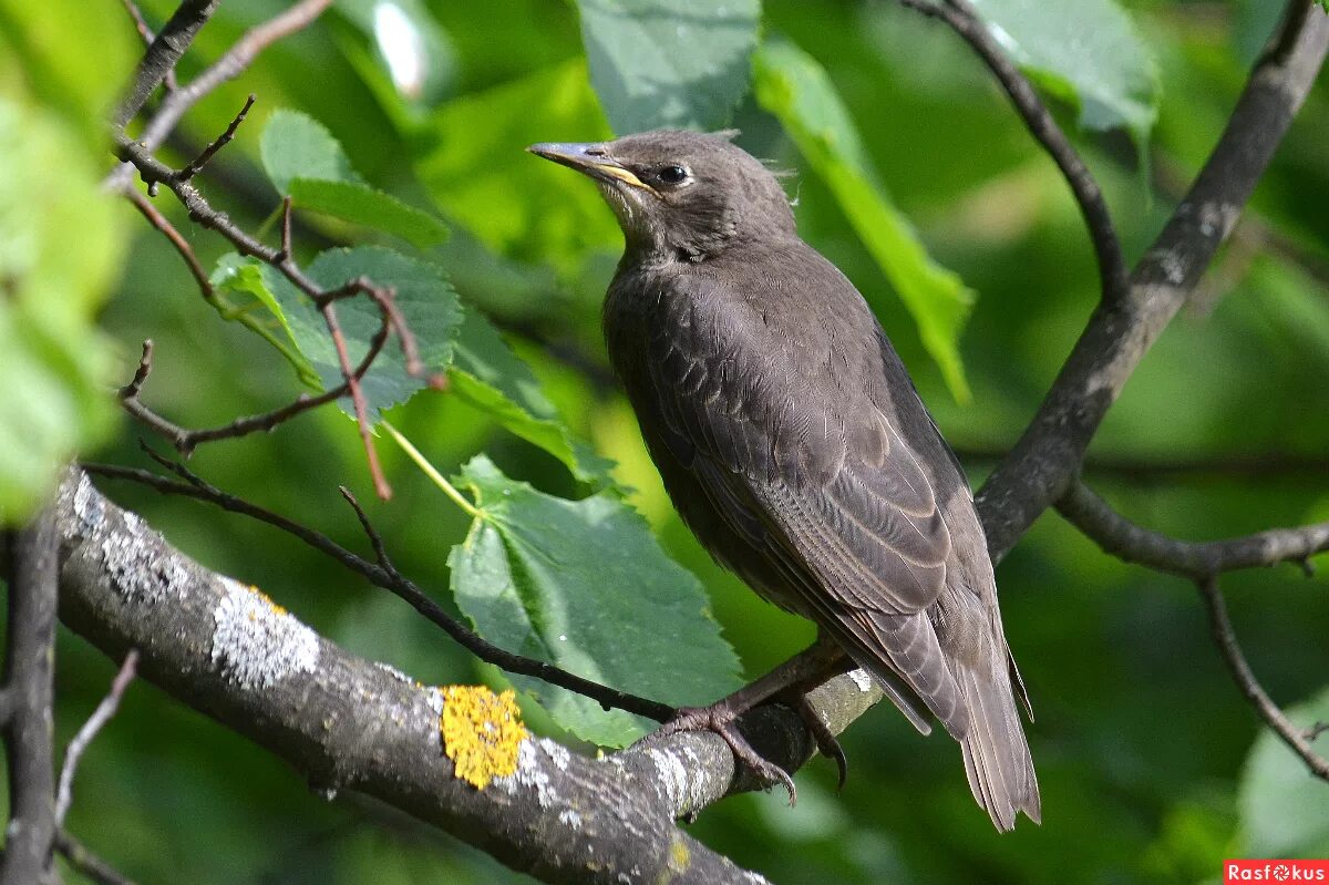 молодые скворцы. молодой скворец фото. бурый скворец. молодой скворец. молодые скворцы.