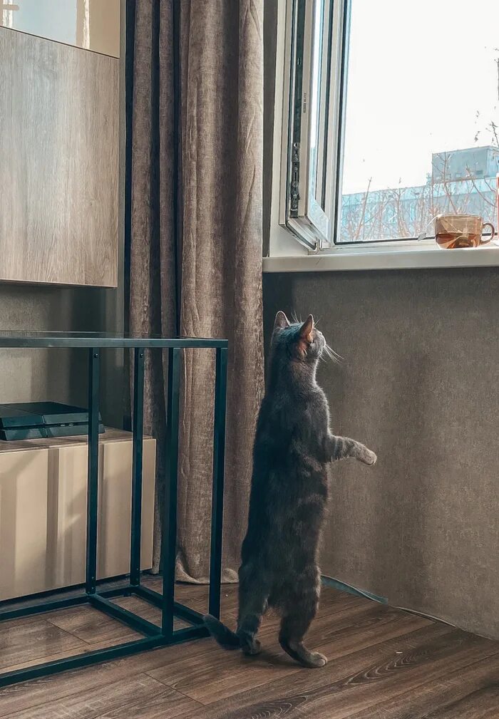 Кошки встречают хозяев. Котик встречает хозяина. Кошки встречают хозяев. Кошки встречают хозяев. Кот встречает хозяина.