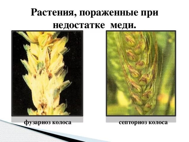 Влияние тяжелых металлов на растения. Влияние тяжелых металлов на растения