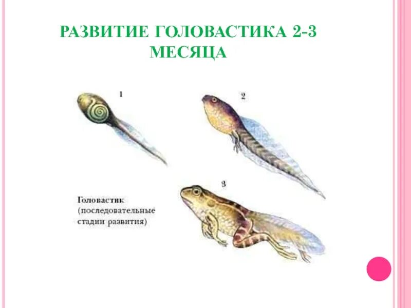 Строение почек головастика. Боковая линия у лягушки и головастика. Органы чувств головастика. Органы чувств амфибий. Органы чувств головастика.