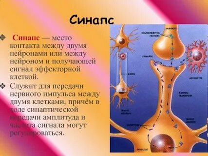 Передают нервные импульсы к рабочим органам
