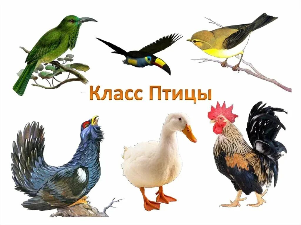 Класс птицы картинка