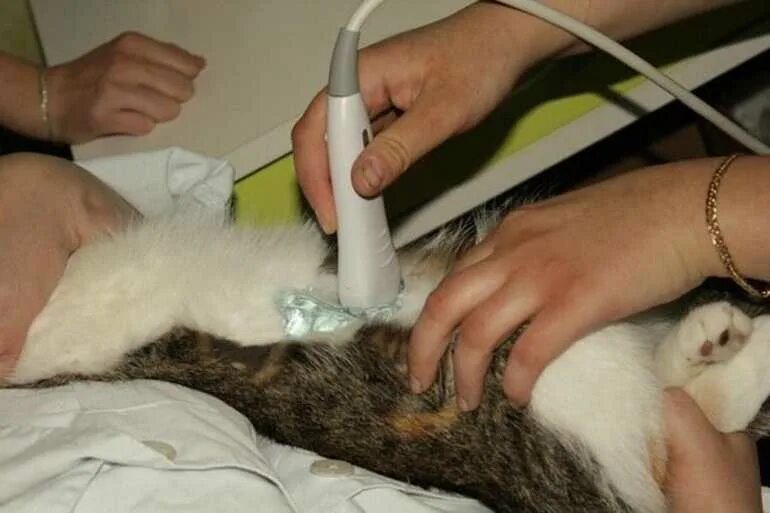 Коту делали операцию